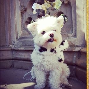 Cow Print Faux Fur Scarf